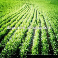 wheatgrass juice powder (real manufacturer)